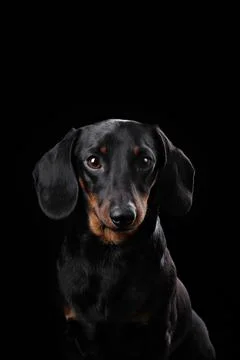 Dog on a black background Stock Photos