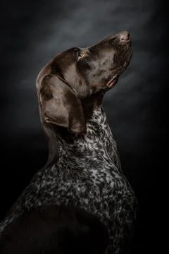 Dog on a black background Stock Photos