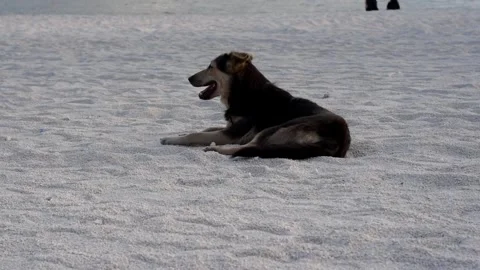 A dog with black fun resting on a white sand beach. Stock Footage 335670920