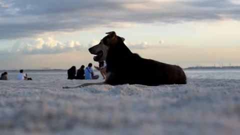 A dog with black fun resting on a white sand beach. Stock Footage 335670925