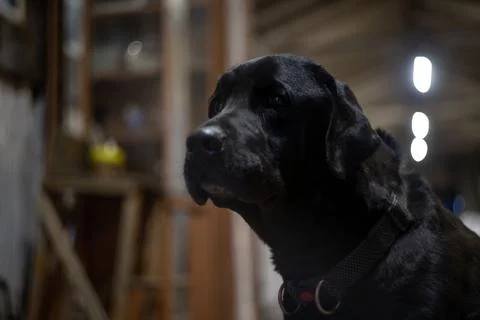Dog black labrador looking with sad eyes into the distance Stock Photos