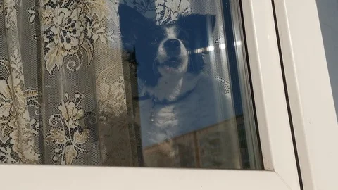 Dog with black mo sitting on the windowsill Stock Footage 118692425