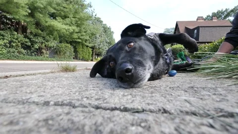 DOG, black mutt lying upside down on sidewalk. Stock Footage 169352309