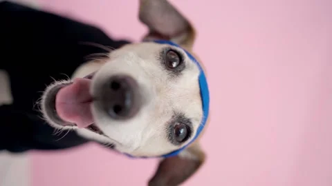 Dog in black on pink background. Vertical video Vídeo Stock 138001609