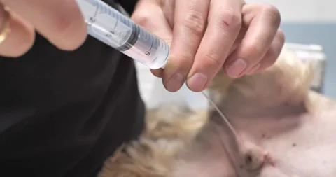 A dog with bladder disease had a urinary catheter placed. The veterinarian Stock Footage 242845276
