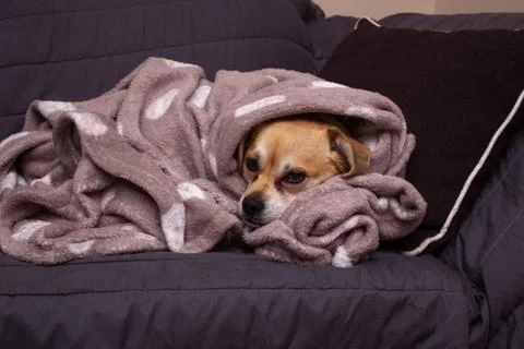 Dog on blanket Stock Photos