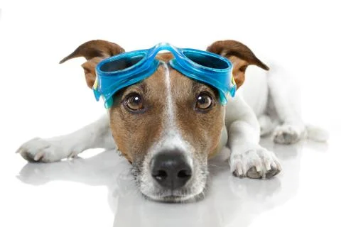 Dog with blue goggles Illustration