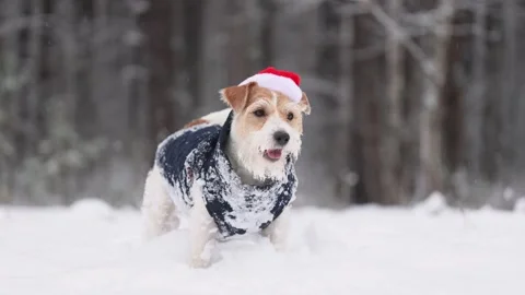Dog in blue jacket and Santa hat in winter forest. Wirehaired Jack Russell Stock Footage 293706514