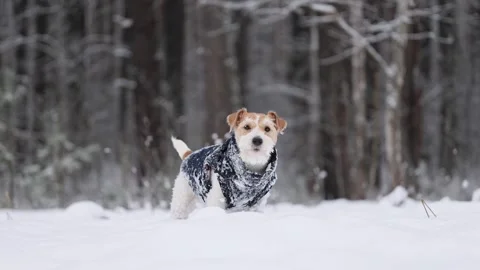 Dog in blue jacket in winter forest. Wirehaired Jack Russell Terrier Stock Footage 293705730