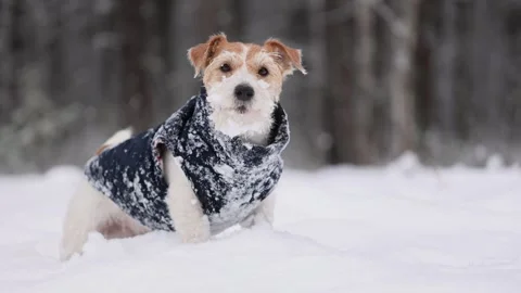 Dog in blue jacket in winter forest. Wirehaired Jack Russell Terrier Stock Footage 293706662