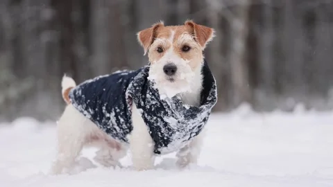Dog in blue jacket in winter forest. Wirehaired Jack Russell Terrier Stock Footage 293706675