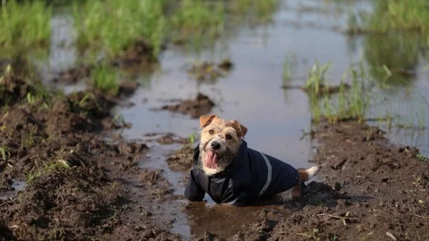 A dog in a blue raincoat stands in the mud. Jack Russell plays in a park puddle. Video stock 310694847