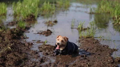 A dog in a blue raincoat stands in the mud. Jack Russell plays in a park puddle. Video stock 310694946