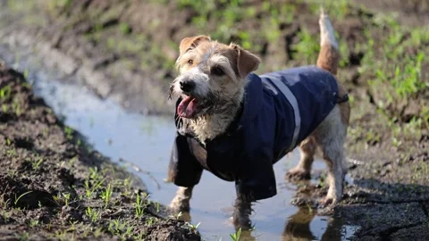 A dog in a blue raincoat stands in the mud. Jack Russell plays in a park puddle. Video stock 310695322