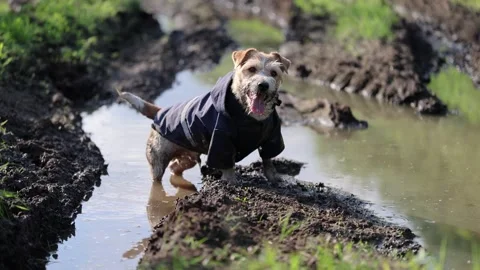 A dog in a blue raincoat stands in the mud. Jack Russell plays in a park puddle. Video stock 310695545