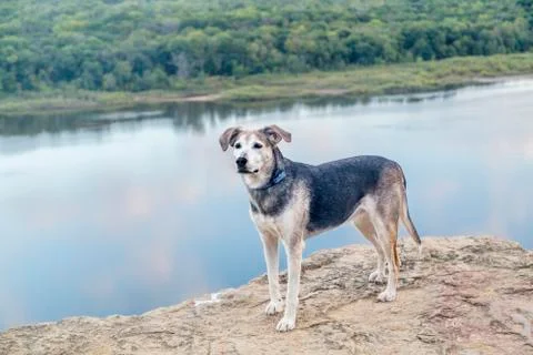 Dog on the Bluff 스톡 사진