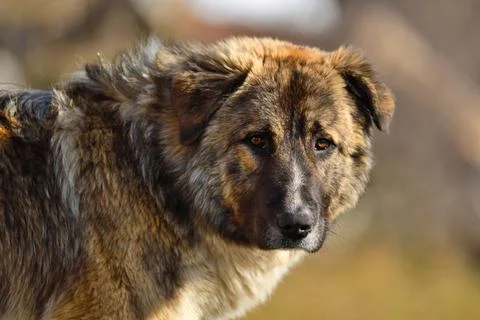 Dog on the blurred background Stock Photos