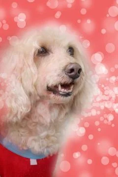 Dog on blurry background Stock Photos