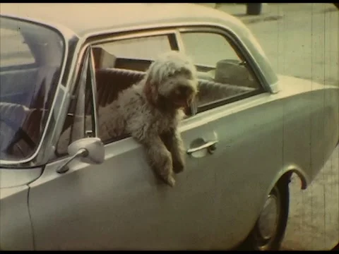 A dog on board (of the car), while two girls caress him outside Stock Footage 220603641