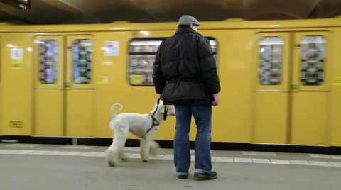 Dog boarding train Stock Footage 1087969