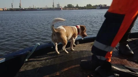 Dog in boat Stock Footage 54650719