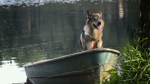 Dog in a boat Stock Footage 94675969