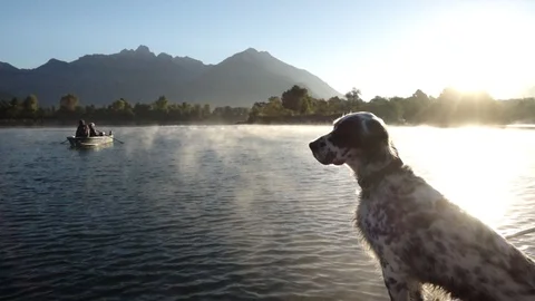 Dog on boat Stock Footage 98423880