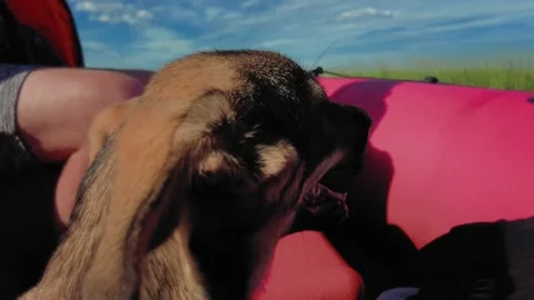 Dog on a boat 動画素材 237190154