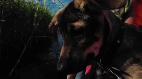 Dog on a boat 動画素材 237190457