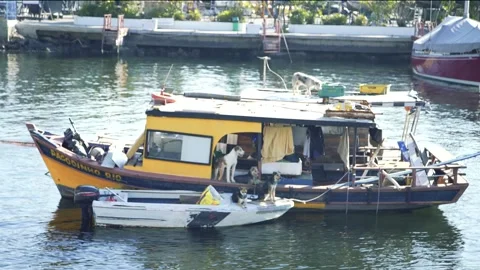Dog in the Boat Stock Footage 268169261