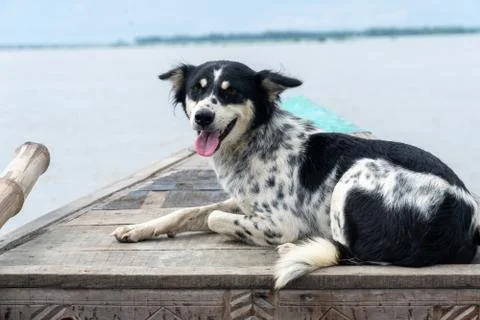 A dog on the boat Stock Photos