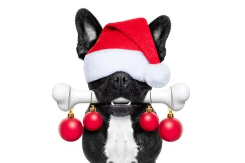 Dog with a bone for christmas 스톡 사진