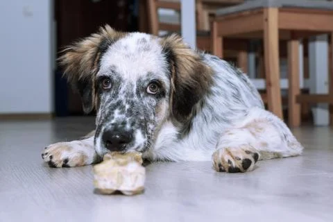Dog with bone on the floor Stock Photos