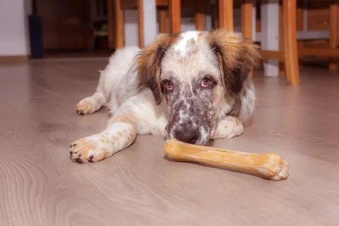 Dog with bone on the floor Stock Photos