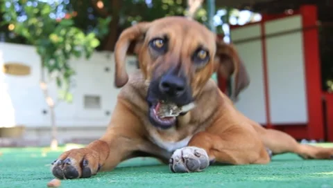 Dog with bone Video stock 7754637