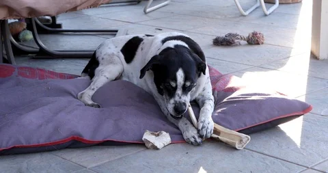 Dog with a Bone. Stock Footage 89599017