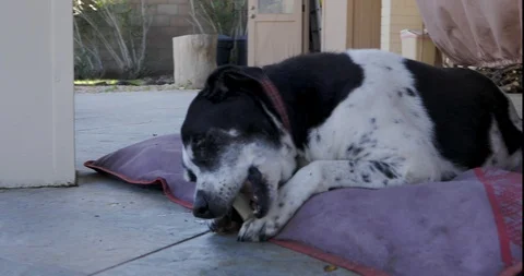 Dog with a Bone Stock Footage 121491398