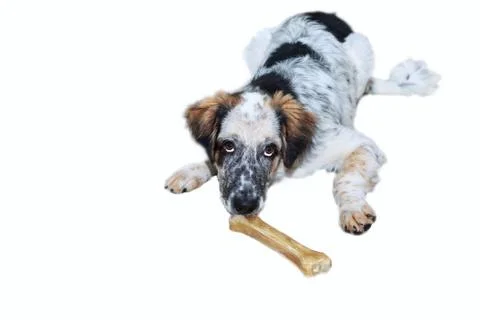 Dog with bone isolated on white background Stock Photos