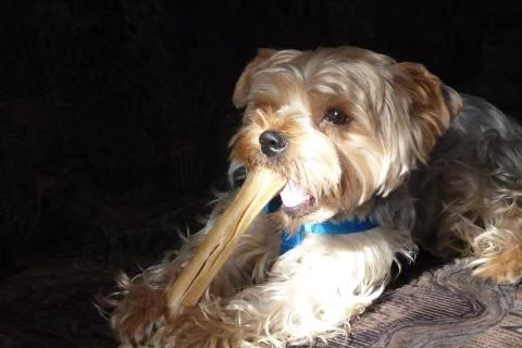 Dog with bone Foto stock