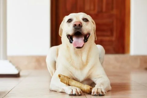 Dog with bone Stock Photos
