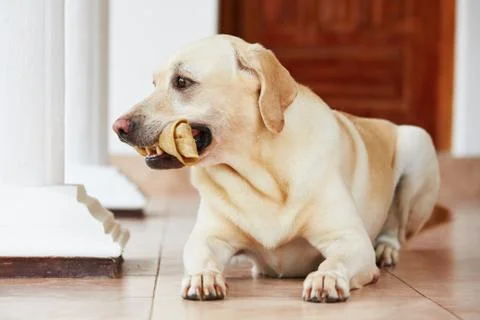 Dog with bone Stock-Fotos