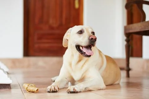 Dog with bone Stock-Fotos