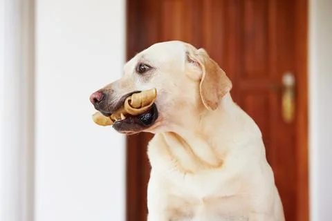 Dog with bone Foto stock