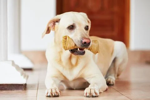Dog with bone Stock Photos