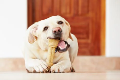 Dog with bone Stock Photos