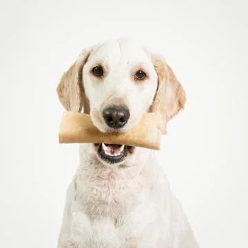 Dog with Bone Stock Photos