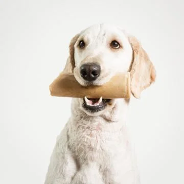 Dog with Bone Stock Photos