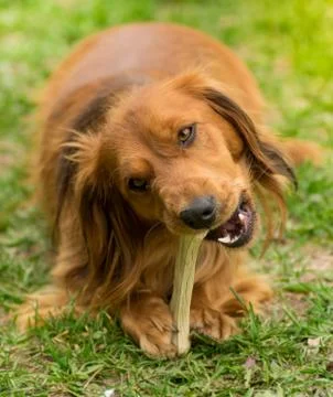 Dog with a bone Stock Photos