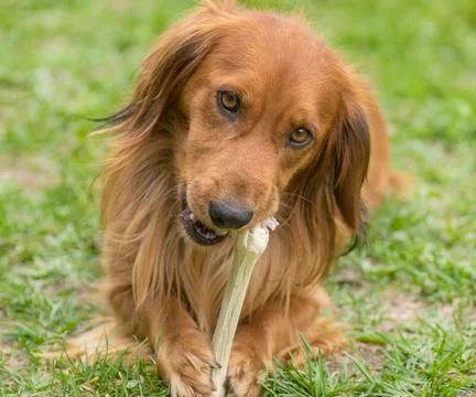 Dog with a bone Stock Photos