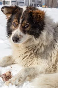 Dog with a bone in the snow Stock Photos
